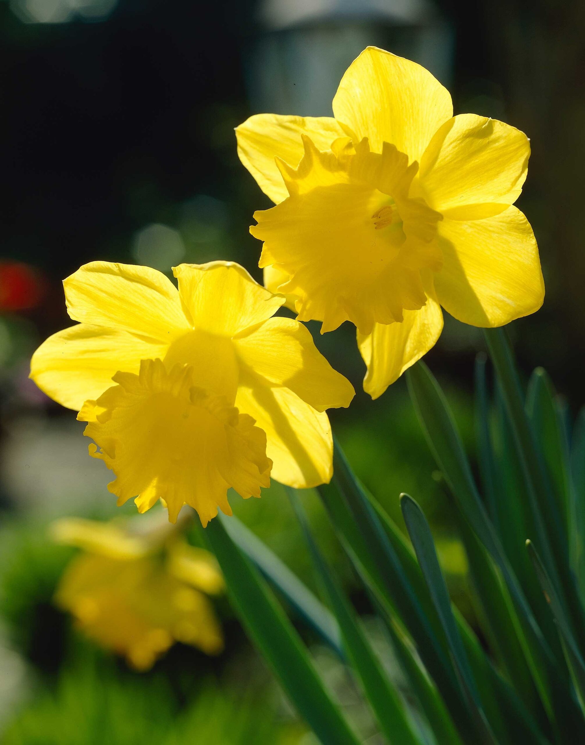 Daff